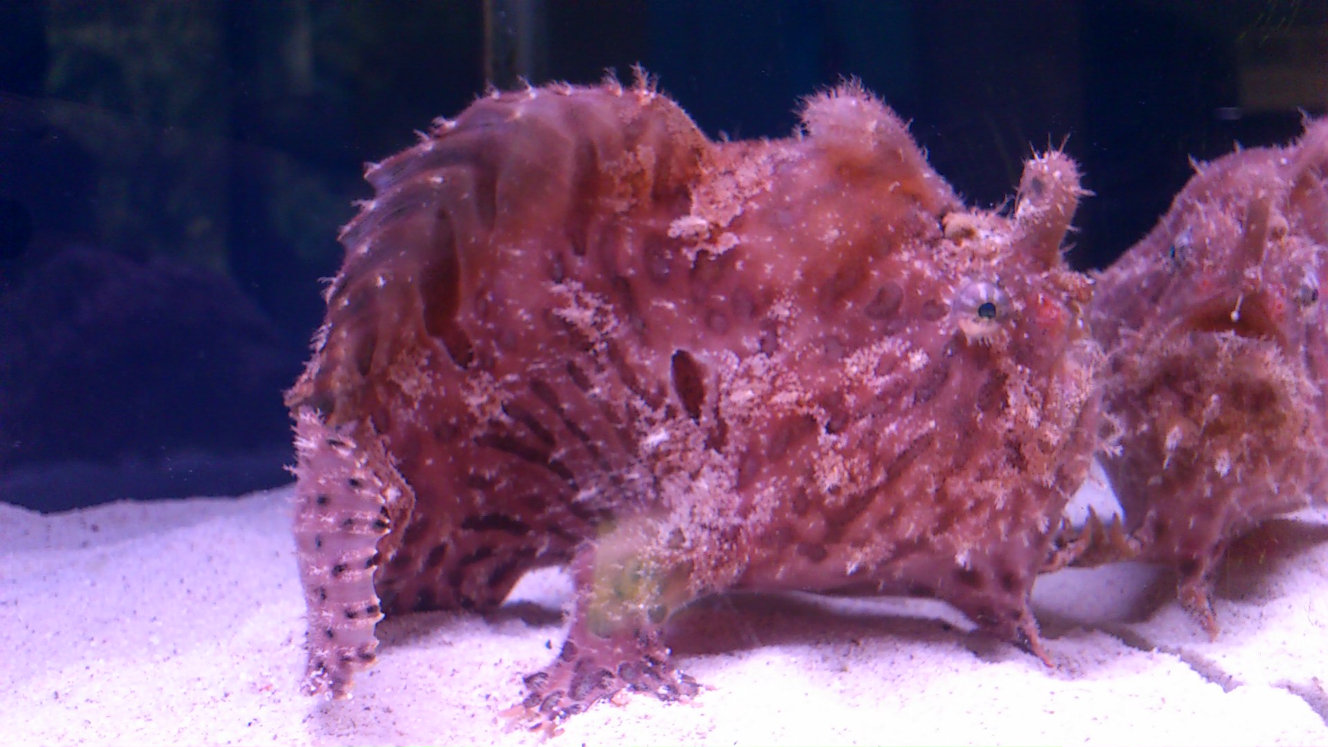 須美江水族館のカエルアンコウ うちだりさブログ
