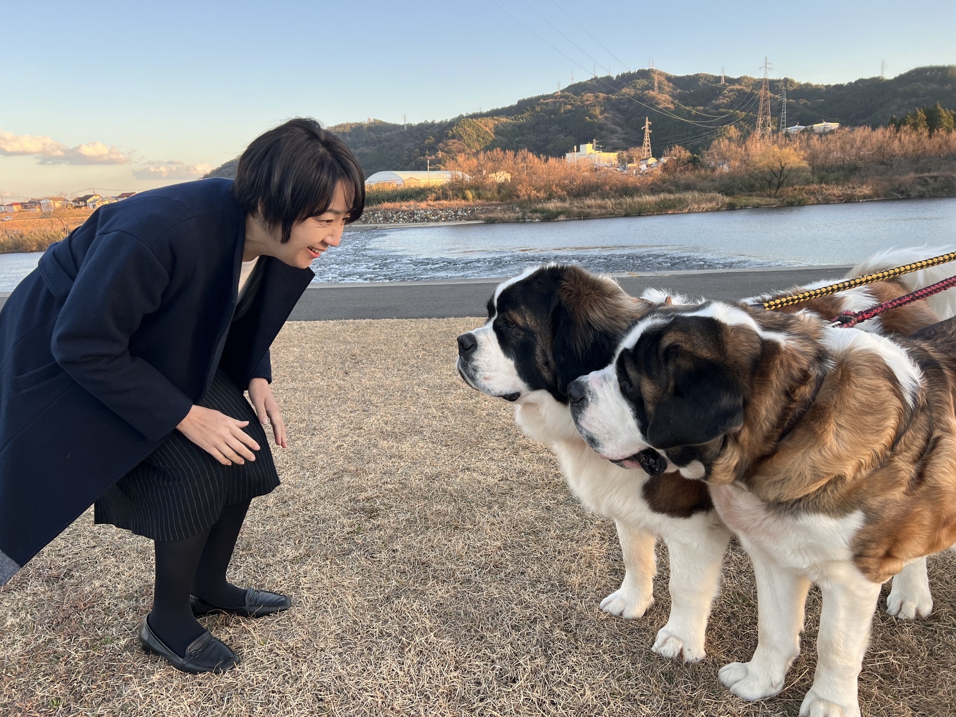 セントバーナード犬 うちだりさ ウチダリサ 選挙ドットコム